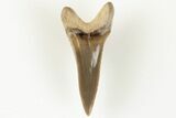 Fossil Shark (Cretodus) Tooth - Carlile Shale, Kansas #203290-1